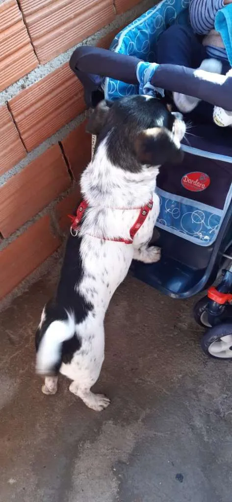 Cachorro ra a SRD-ViraLata idade 7 a 11 meses nome Princesa