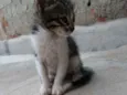 Capitão