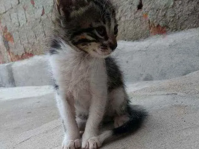 Gato raça  idade Abaixo de 2 meses nome Capitão