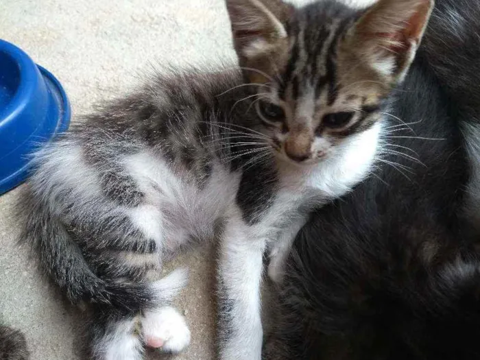 Gato raça  idade Abaixo de 2 meses nome Capitão