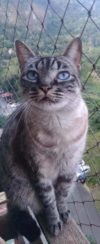 Gato ra a Srd idade 3 anos nome Belinha