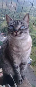 Belinha