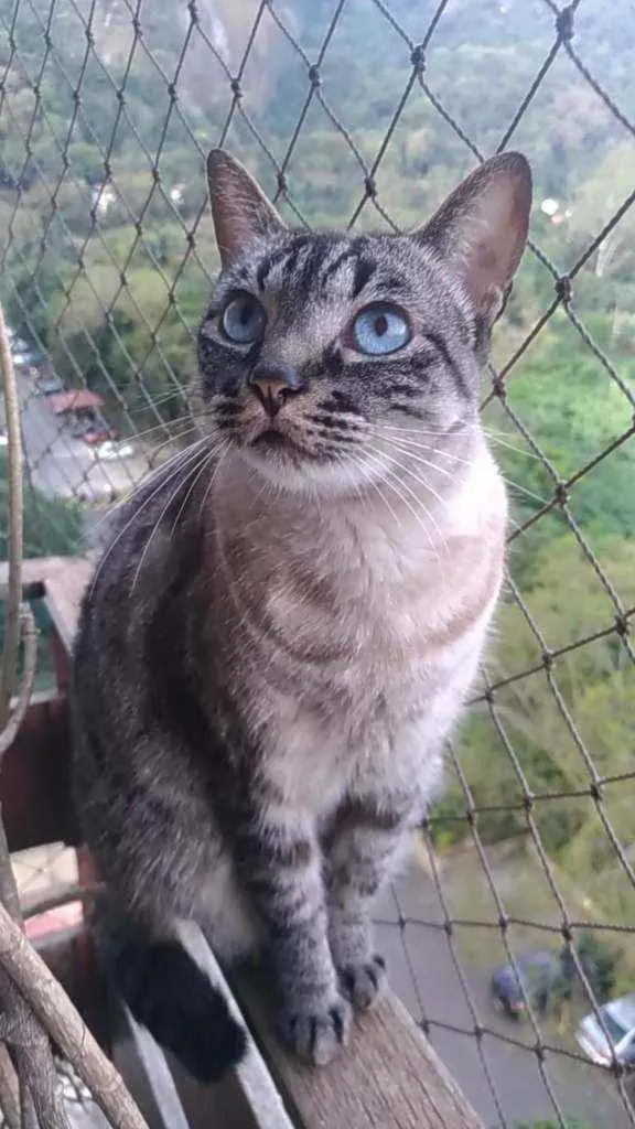 Gato ra a Srd idade 3 anos nome Belinha