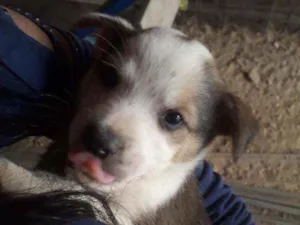 Cachorro raça Srd idade Abaixo de 2 meses nome Filhotinho