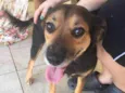 Pipoca