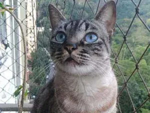 Gato raça Srd idade 3 anos nome Belinha