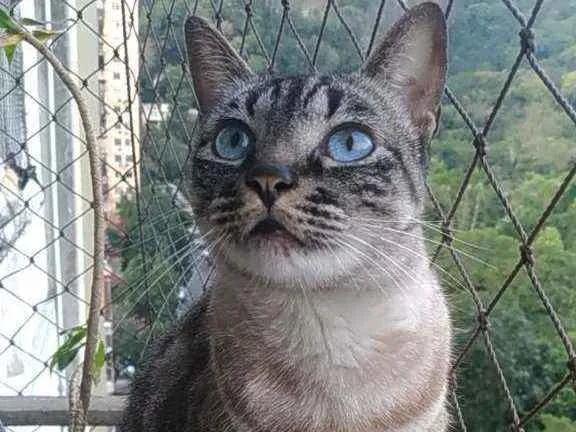 Gato ra a Srd idade 3 anos nome Belinha