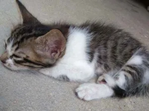 Gato raça  idade Abaixo de 2 meses nome Capitão