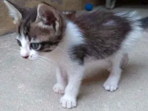 Gato raça  idade Abaixo de 2 meses nome Dengosinho