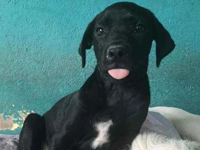 Cachorro ra a srd idade 2 a 6 meses nome Nina