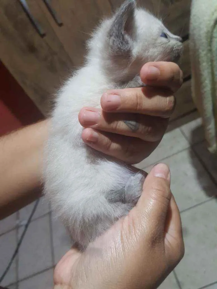 Gato ra a Sem raça definida  idade Abaixo de 2 meses nome LUNA