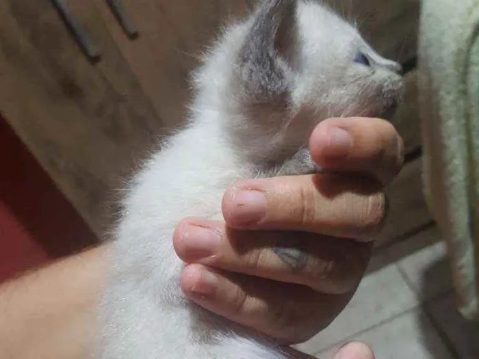 Gato ra a Sem raça definida  idade Abaixo de 2 meses nome LUNA