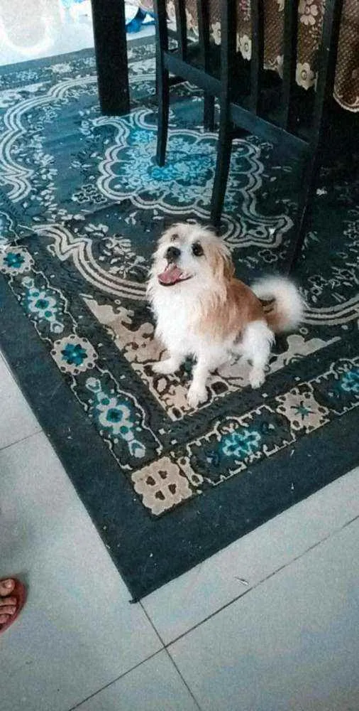 Cachorro raça Pai shitzu e mãe vira lata idade 1 ano nome Jack