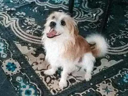 Cachorro raça Pai shitzu e mãe vira lata idade 1 ano nome Jack