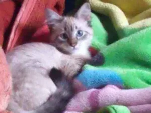 Gato raça Srd idade 2 a 6 meses nome Snarf, Black, Thomas