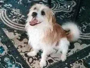 Cachorro raça Pai shitzu e mãe vira lata idade 1 ano nome Jack
