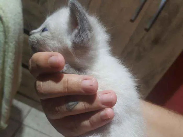 Gato ra a Sem raça definida  idade Abaixo de 2 meses nome LUNA