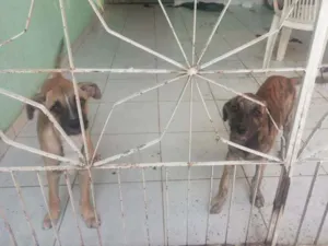 Cachorro raça SRD idade 2 a 6 meses nome Sem nome (Dingo)