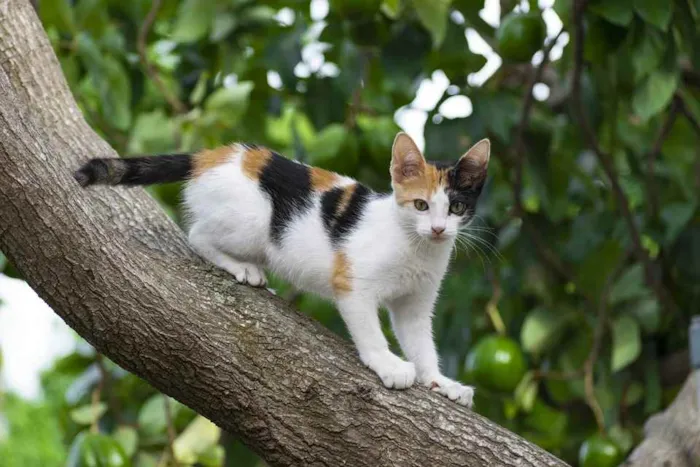 Gato ra a mestiço idade 7 a 11 meses nome Pântro e Tândara