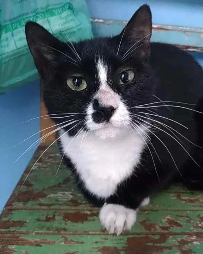 Gato ra a Srd idade 7 a 11 meses nome Lorna