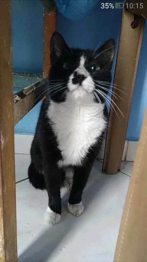 Gato ra a Srd idade 7 a 11 meses nome Lorna