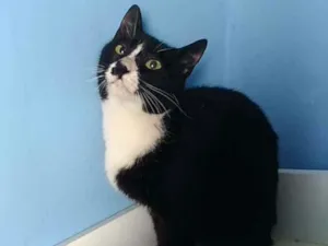 Gato raça Srd idade 7 a 11 meses nome Lorna