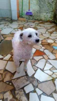 Aquiles