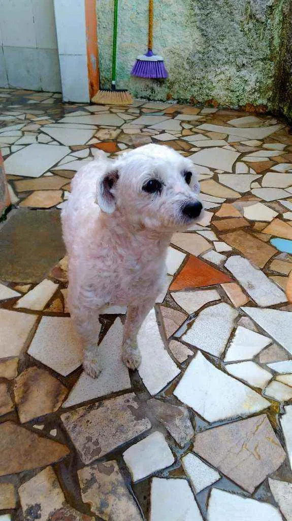 Cachorro raça Poodle idade 6 ou mais anos nome Aquiles