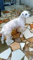 Aquiles
