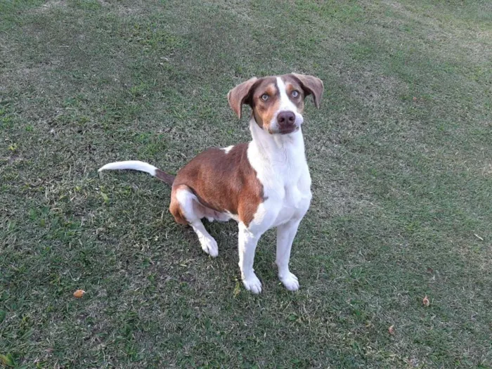 Cachorro raça SRD idade 1 ano nome FIUK