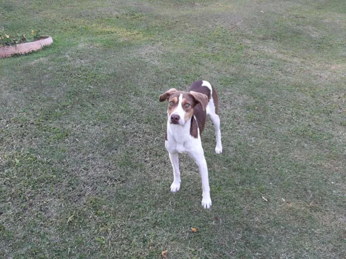 Cachorro raça SRD idade 1 ano nome FIUK