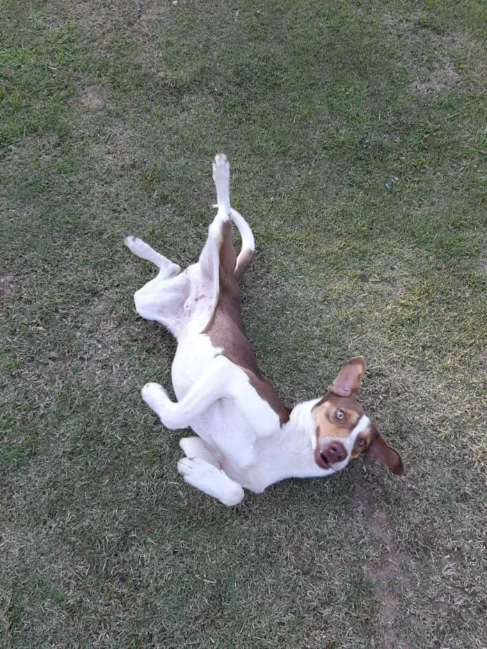 Cachorro raça SRD idade 1 ano nome FIUK