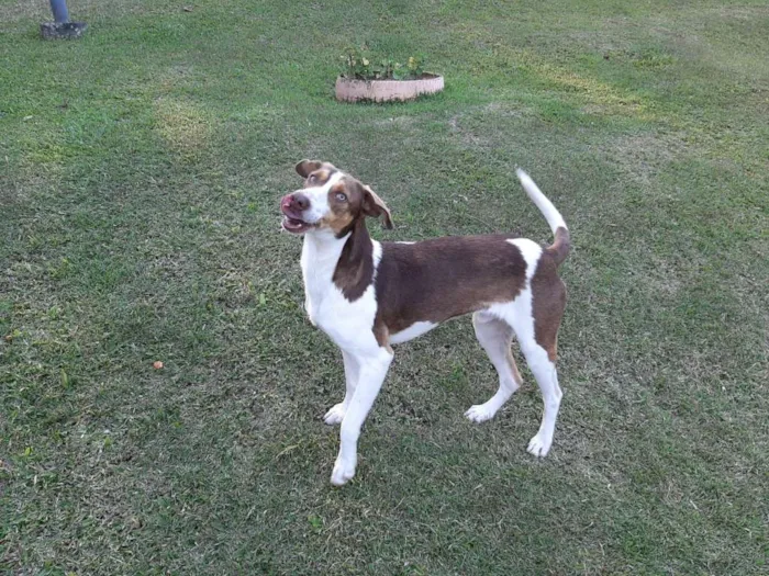 Cachorro raça SRD idade 1 ano nome FIUK