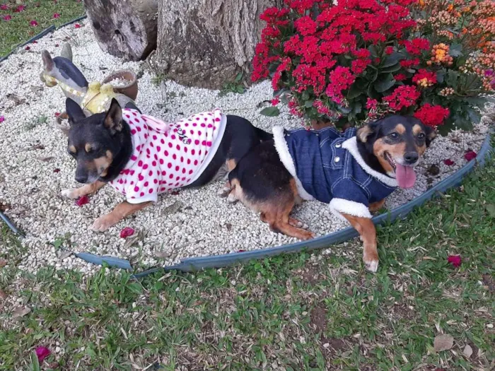 Cachorro ra a SRD idade 4 anos nome LUNA E LOLA