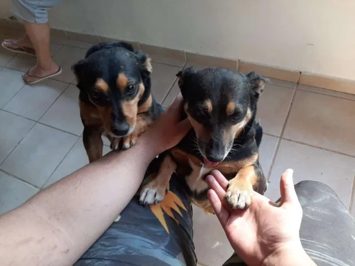 Cachorro ra a SRD idade 4 anos nome LUNA E LOLA