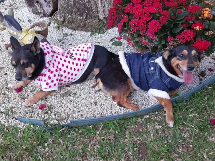 Cachorro ra a SRD idade 4 anos nome LUNA E LOLA