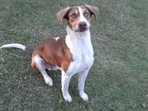 Cachorro raça SRD idade 1 ano nome FIUK