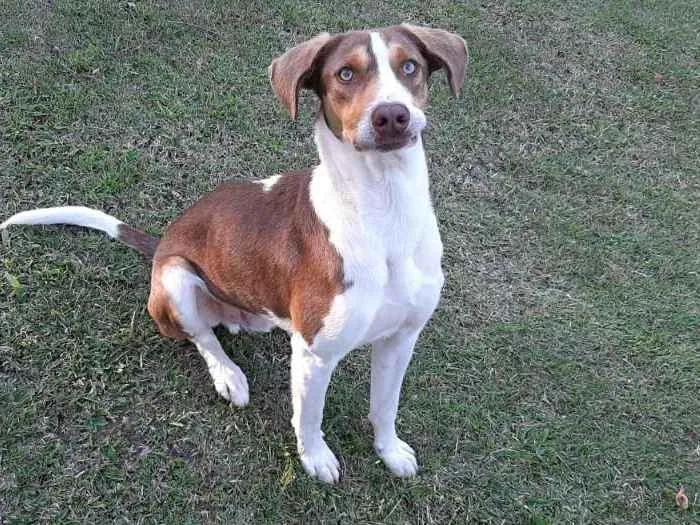 Cachorro raça SRD idade 1 ano nome FIUK