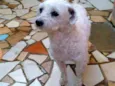 Aquiles