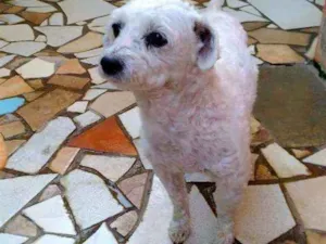 Cachorro raça Poodle idade 6 ou mais anos nome Aquiles