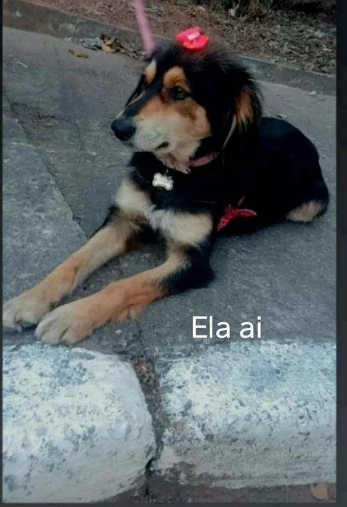 Cachorro ra a Viralata idade 7 a 11 meses nome Bolinha