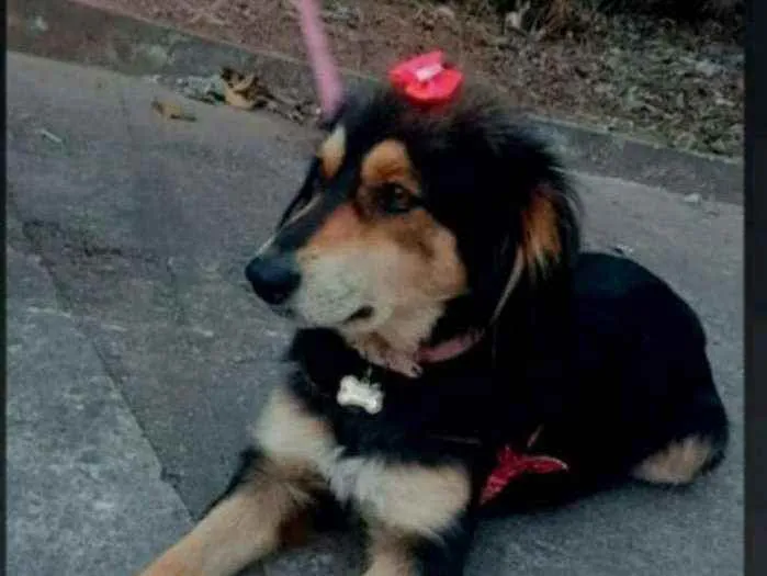 Cachorro ra a Viralata idade 7 a 11 meses nome Bolinha