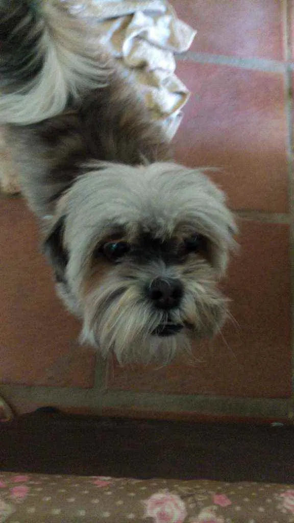 Cachorro ra a Ilhasa idade 5 anos nome Marry