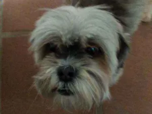 Cachorro raça Ilhasa idade 5 anos nome Marry