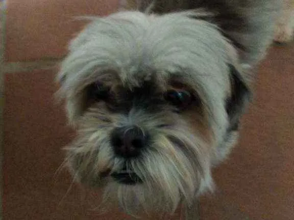 Cachorro ra a Ilhasa idade 5 anos nome Marry
