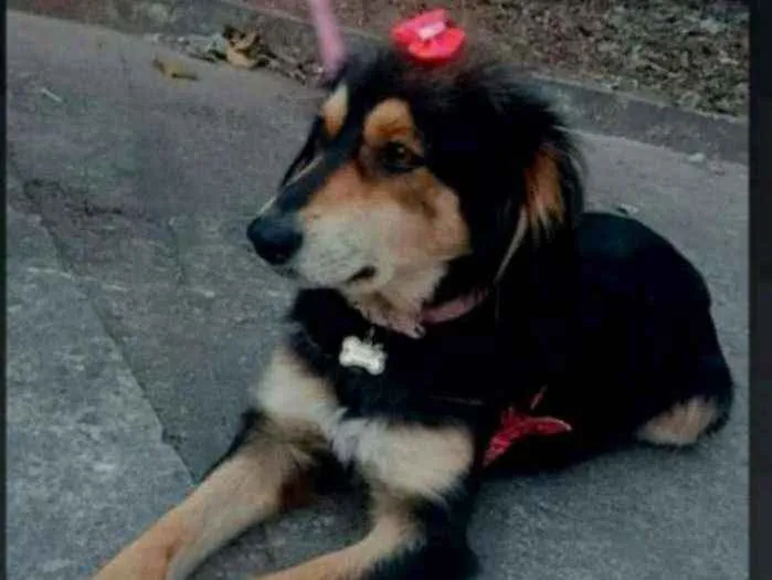 Cachorro ra a Viralata idade 7 a 11 meses nome Bolinha