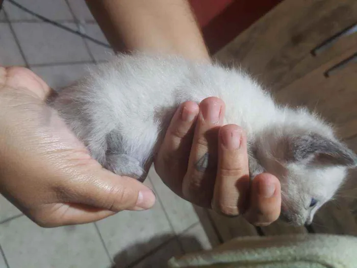 Gato ra a Sem raça definida  idade Abaixo de 2 meses nome LUNA
