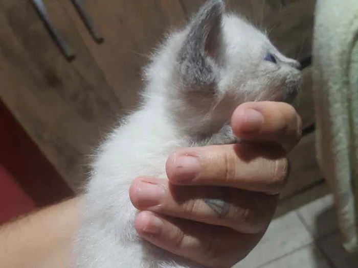 Gato ra a Sem raça definida  idade Abaixo de 2 meses nome LUNA