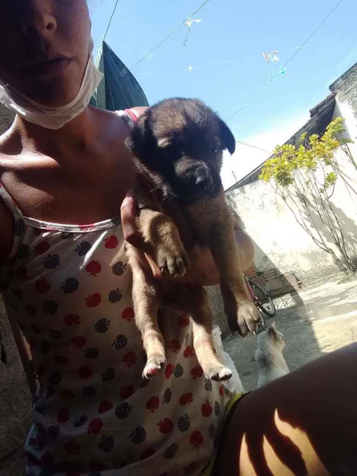 Cachorro raça Srd idade Abaixo de 2 meses nome Filhotes