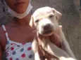 Filhotes